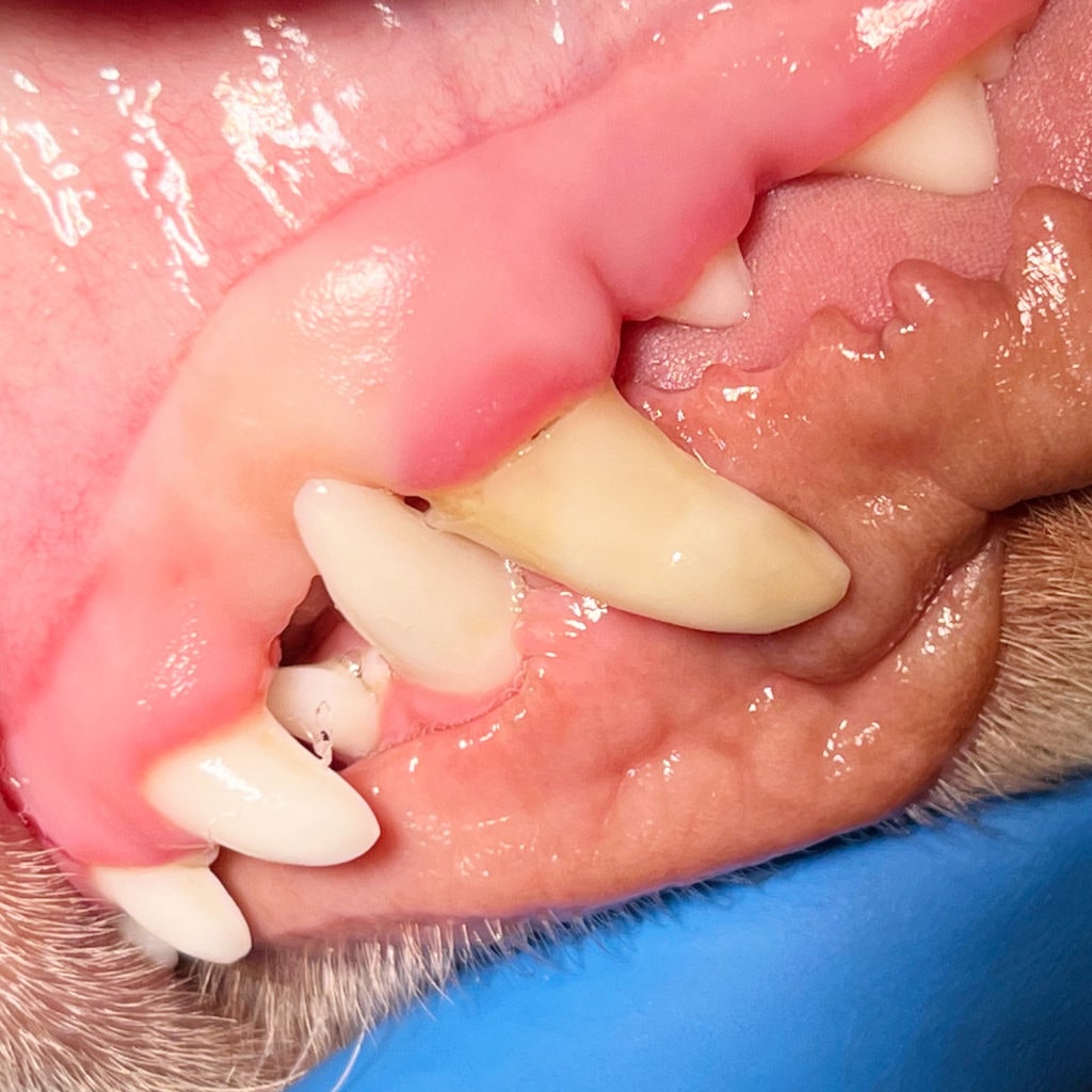 Endkontrolle nach acht Monaten Zahn wie neu