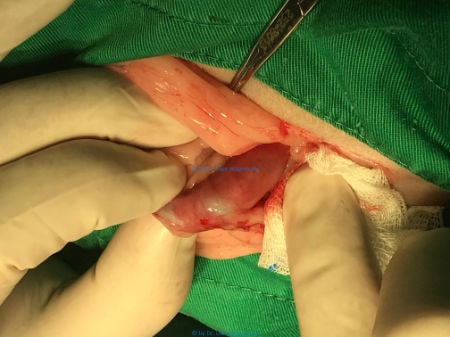 Operation einer Katze Entfernung eines Wurstklipps aus dem Darm Teil 2
