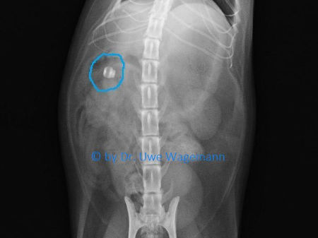 Röntgenbild von Katze mit Wurstverschluss, sogenannte Klips, im Darm (von oben)
