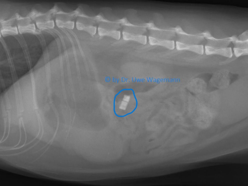 Röntgenbild von Katze mit Wurstverschluss, sogenannte Klips, im Darm (von der Seite)