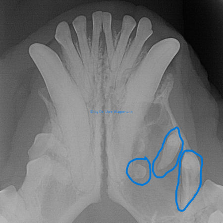 Röntgenbild eines Hundekiefers frontal ondotogene Zyste