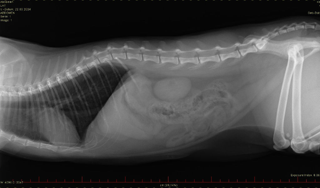 Röntgenbild von Katze mit Faden im Darm, der aus dem Anus hängt. Nicht dran ziehen, sondern Tierarzt anrufen.