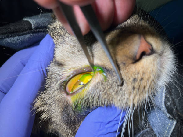 Granne im Katzenauge hinter der Nickhaut, hier mit Pinzette.