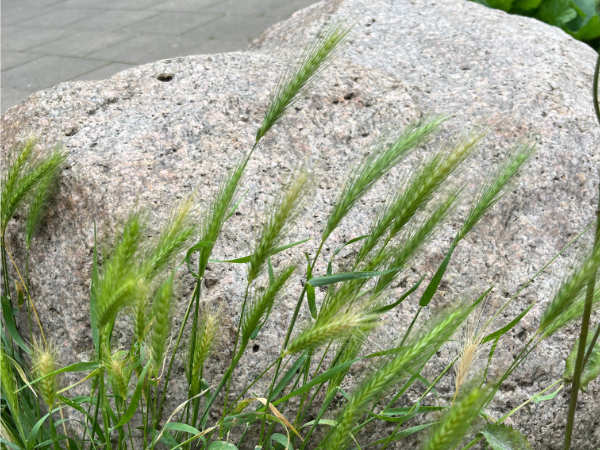 Grannenstaude am Wegesrand an einem kleinen Felsen.