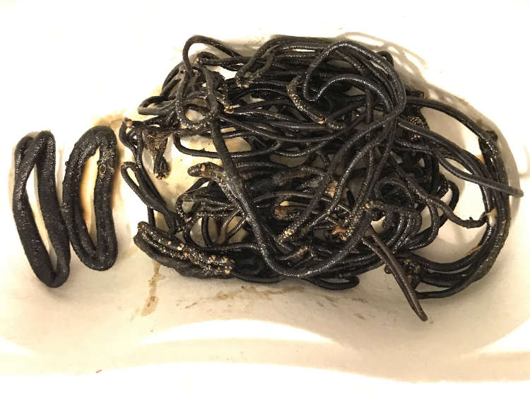 Alle Gummis, die aus dem Magen und Darm der Katze entfernt worden sind.