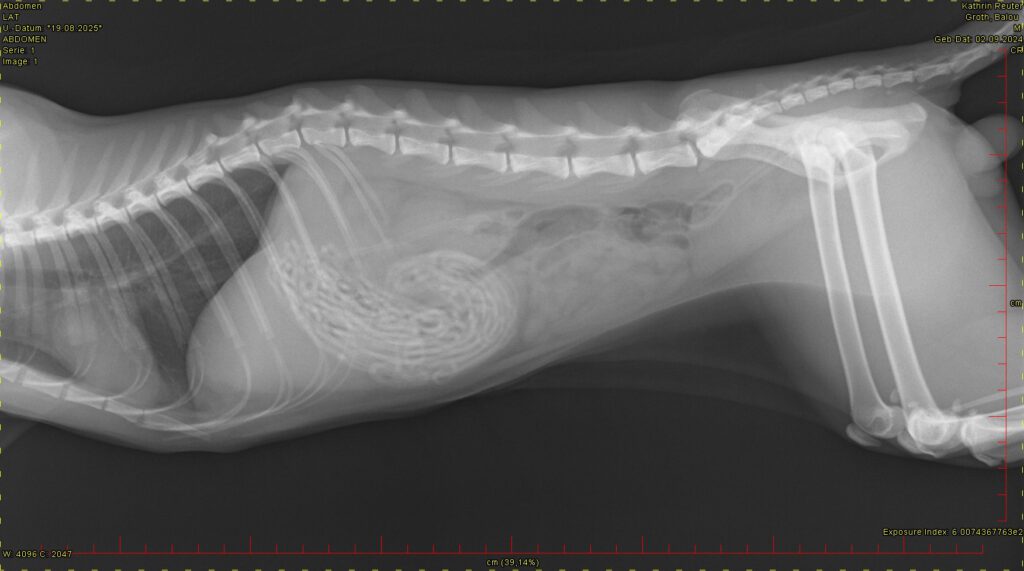 Röntgenbild von Katze. Sichtbar sind Haargummis im vorderen Bauchraum